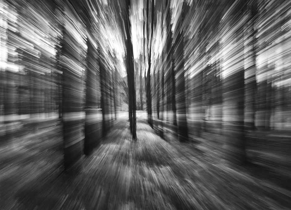 Hinter dem Vorhang des Waldes