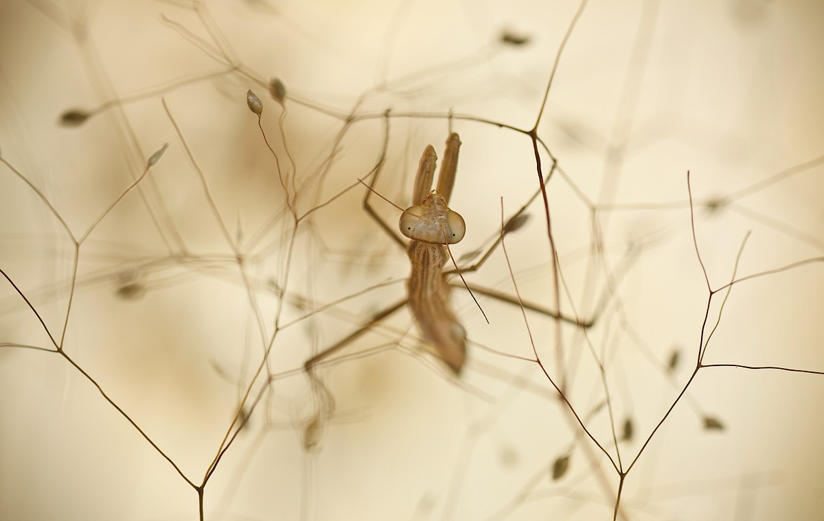 "Durch Dornen zu den Sternen"