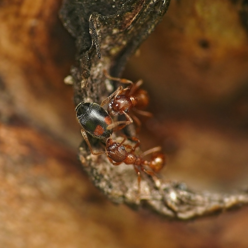 Ladybird bullheaded Scymnus frontalis und die Ameisen Myrmica rubra