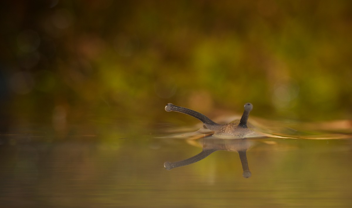 "Underwater Saboteure"