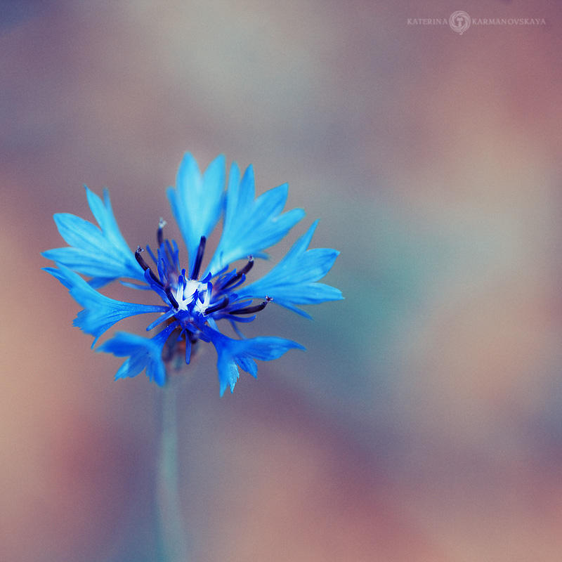 blue cornflower