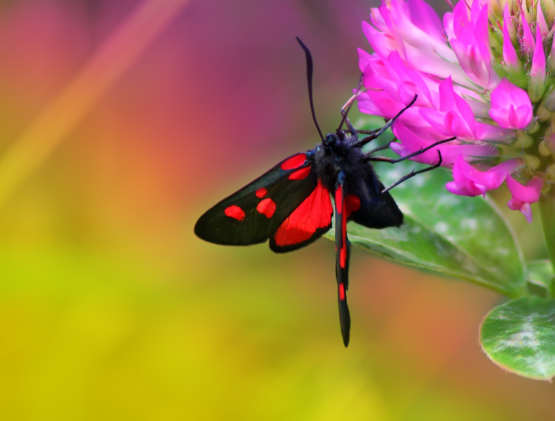 Alle Farben des Sommers