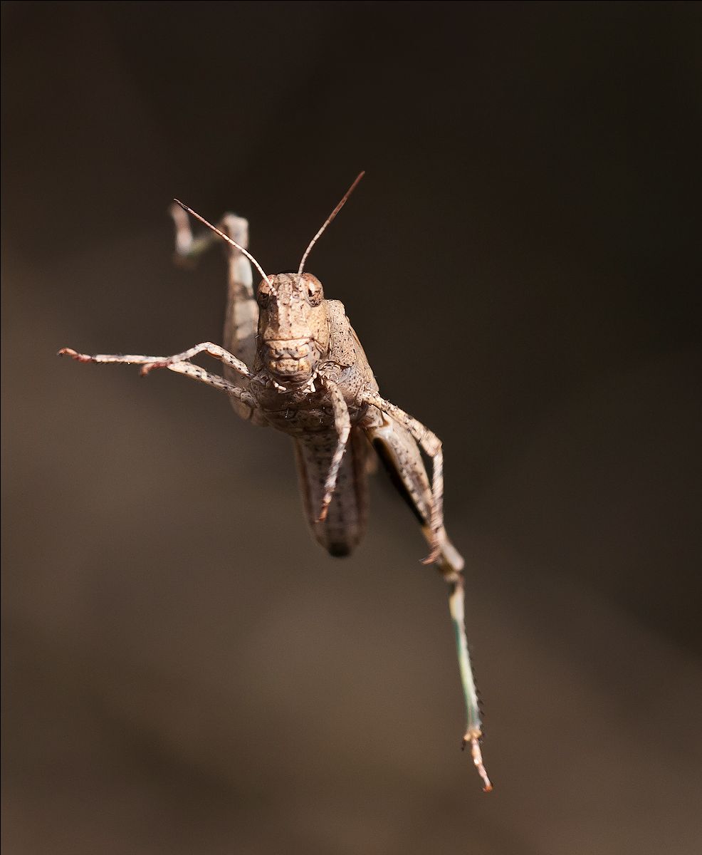 "Ich bin eine Heuschrecke, ein Unruhestifter! Jump von der Kindheit Ich setzte mich Coach fünf verwendeten. So Entschuldigung-zu springen."