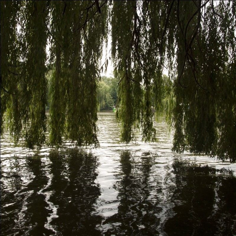 beugte sich über das Wasser