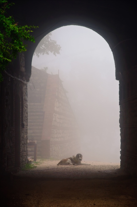 Jeder von uns lebt irgendwo tief Tier ...
