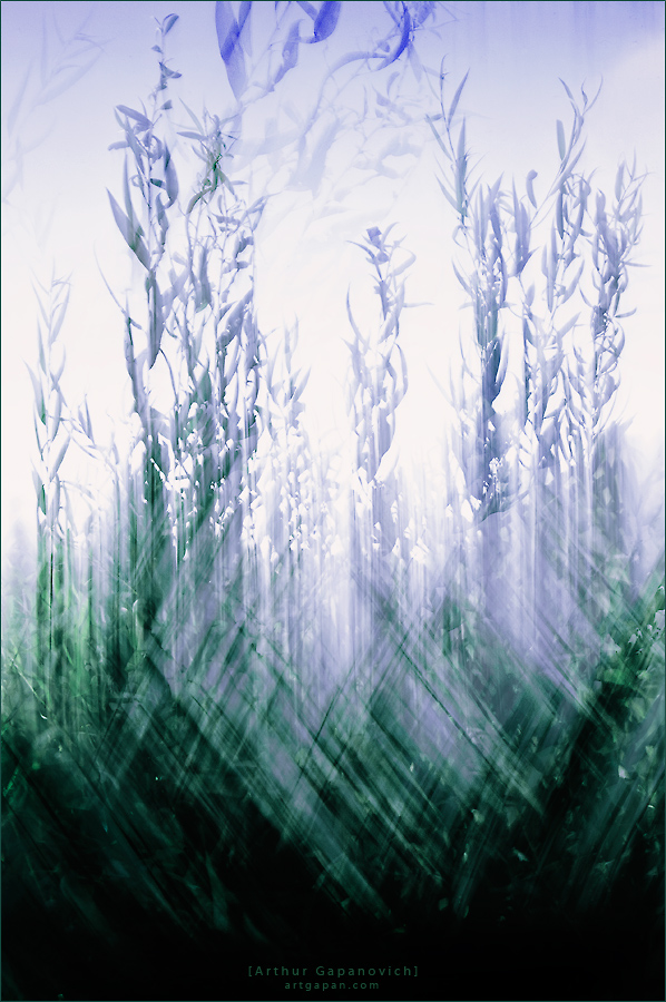‎[ Where Willows Grow ]