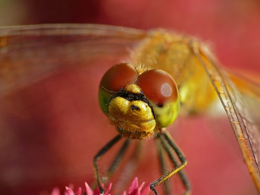 Simpetrum gelb Sympetrum flaveolum