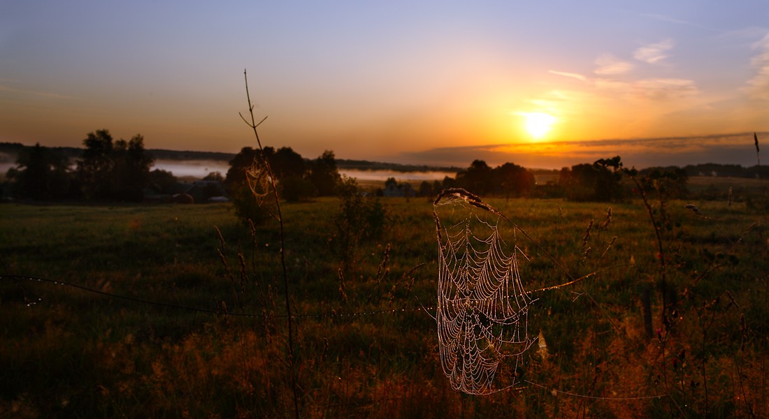 Spinnweben und Nebel im August ...