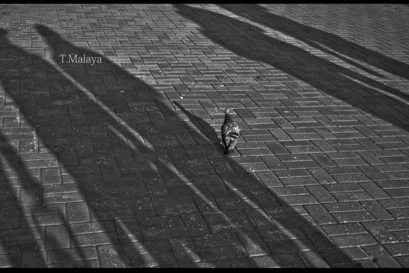 Im Schatten der bezchuvstvennoy