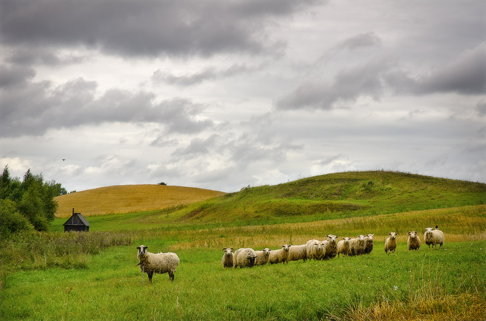 Bewölkt ländlichen Landschaft mit Schafen