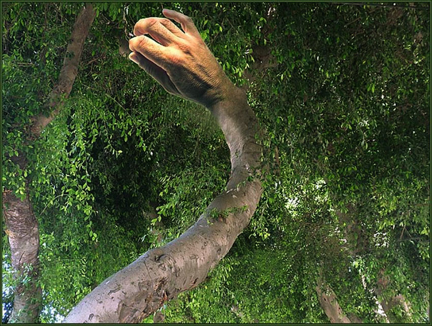 Um das Laub zu berühren ...