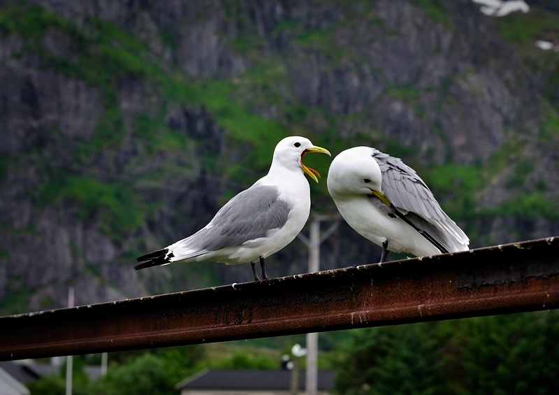 Wo ist das Gehalt? Auch mit den Männern sitzen in pivnuhe?