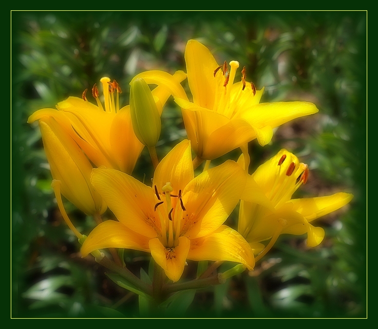 Lilii.Tsvetochnaya Serie