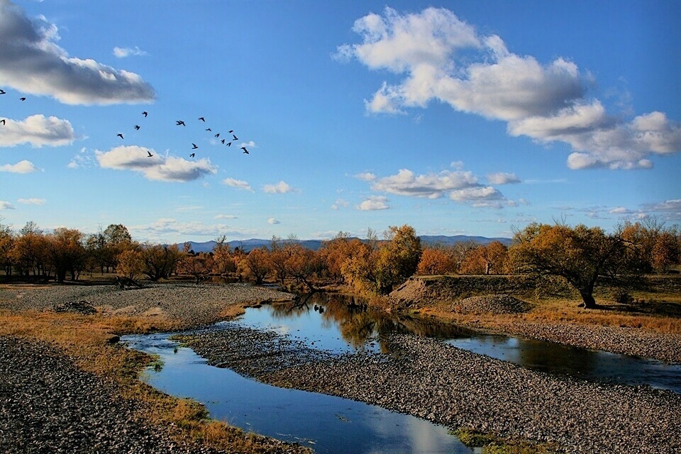 Fall ryzheyu Fuchs streift durch den Wald ...