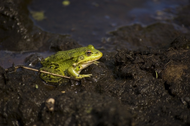 Aus dem Schlamm - in die Prinzessin ...