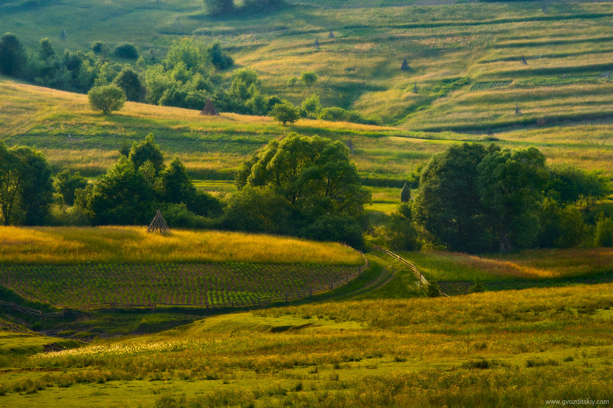 Carpathian Skizze einer Katze