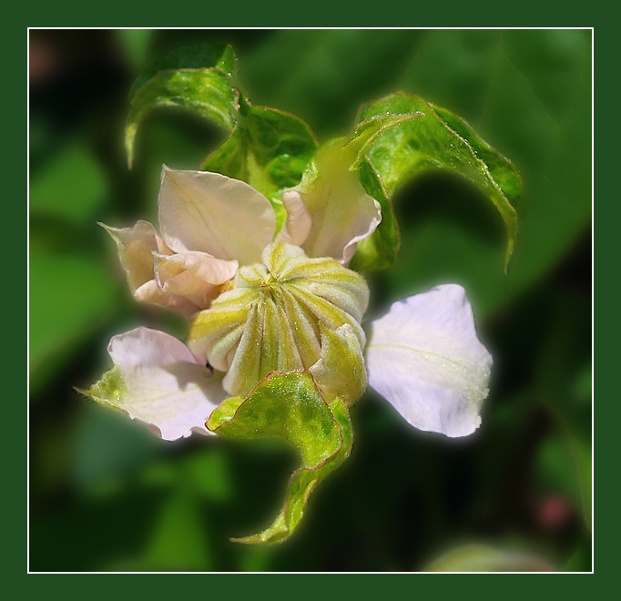 "The Stranger" (mit )...:)))