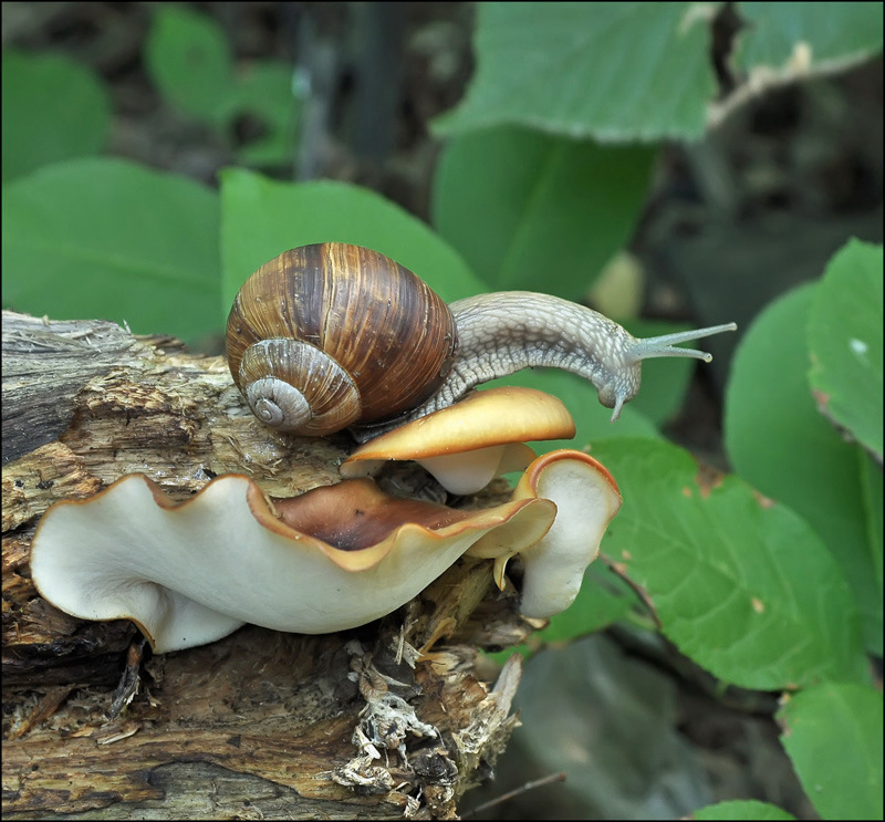 Mushroom Häuptling ...
