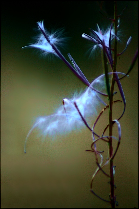 Fliegen in Traum und Wirklichkeit