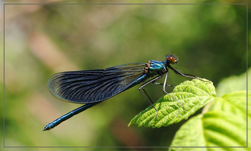 Grasshopper Dragonfly