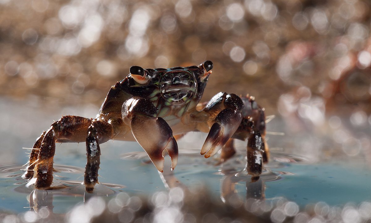 "In dem blauen Meer und einem tiefen, zu Fuß auf dem Kies seitwärts Krabben, ausgestreckten Krallen zwei Seifenblasen!" 2