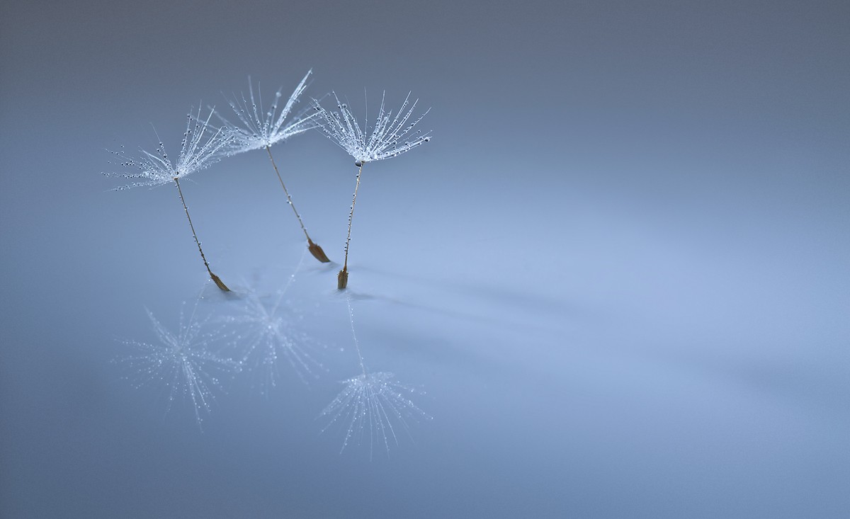 "Wir wollen die Raindrops dance"