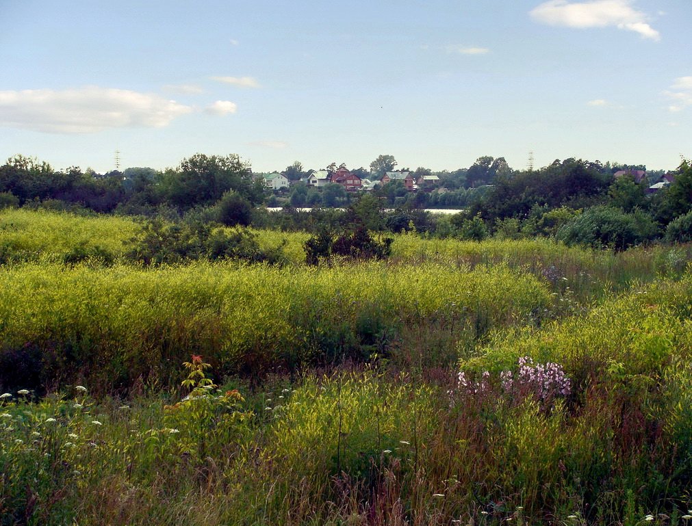 Wasteland in voller Blüte.