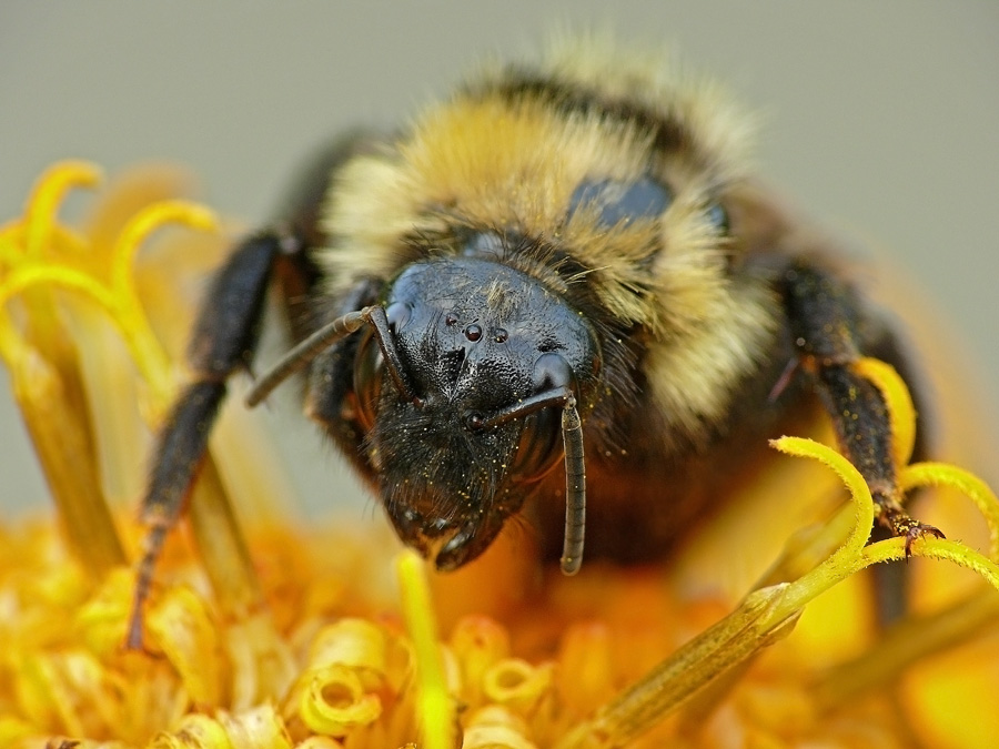 Bumblebee Bombus lucorum