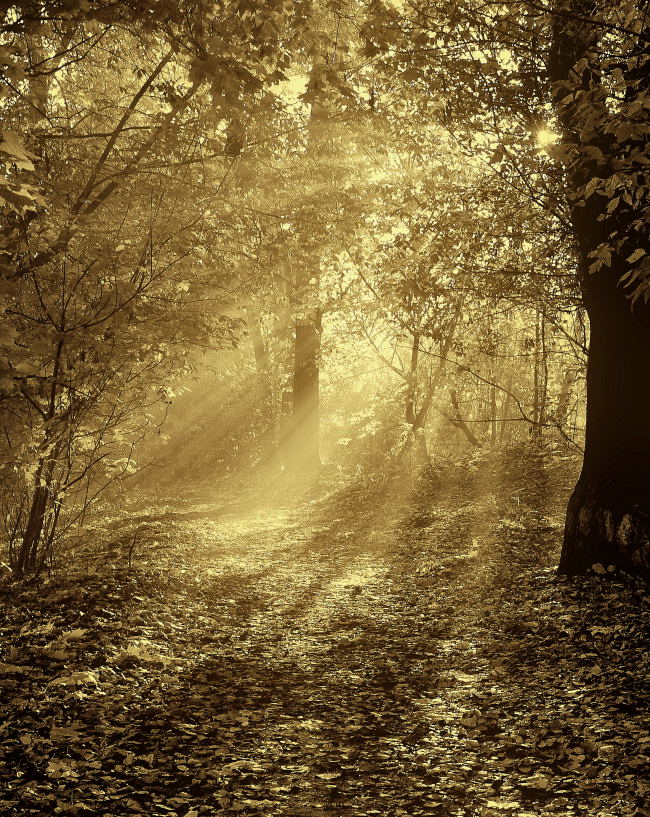 über gelbe Blätter