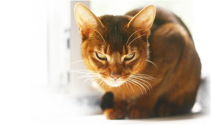 Early in the Morning