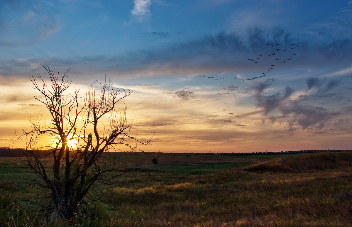 Ich höre den Schrei der Kraniche, fliegen in die Ferne ...