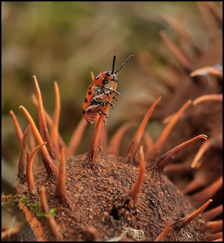 Isle of Pech - 2 ...