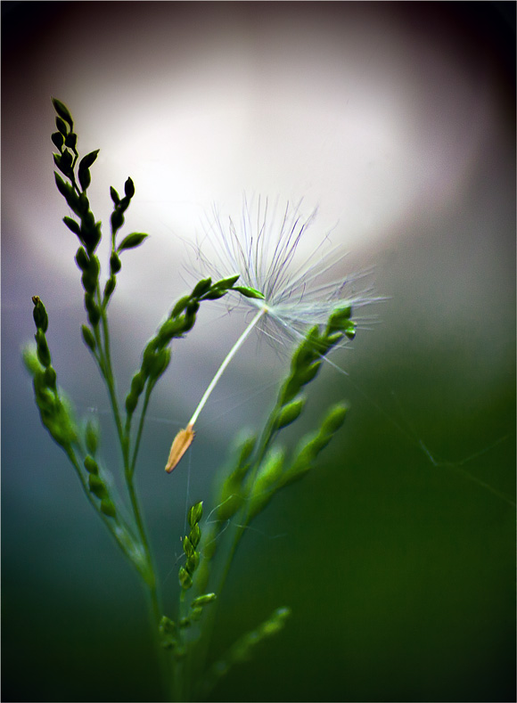 Durch das Licht der Freiheit