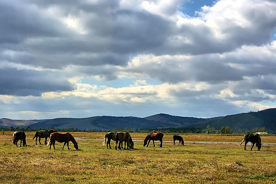 Pferde durchstreifen ...