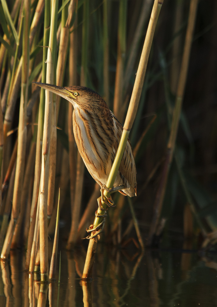 Peaslee Sitnya Straftat.