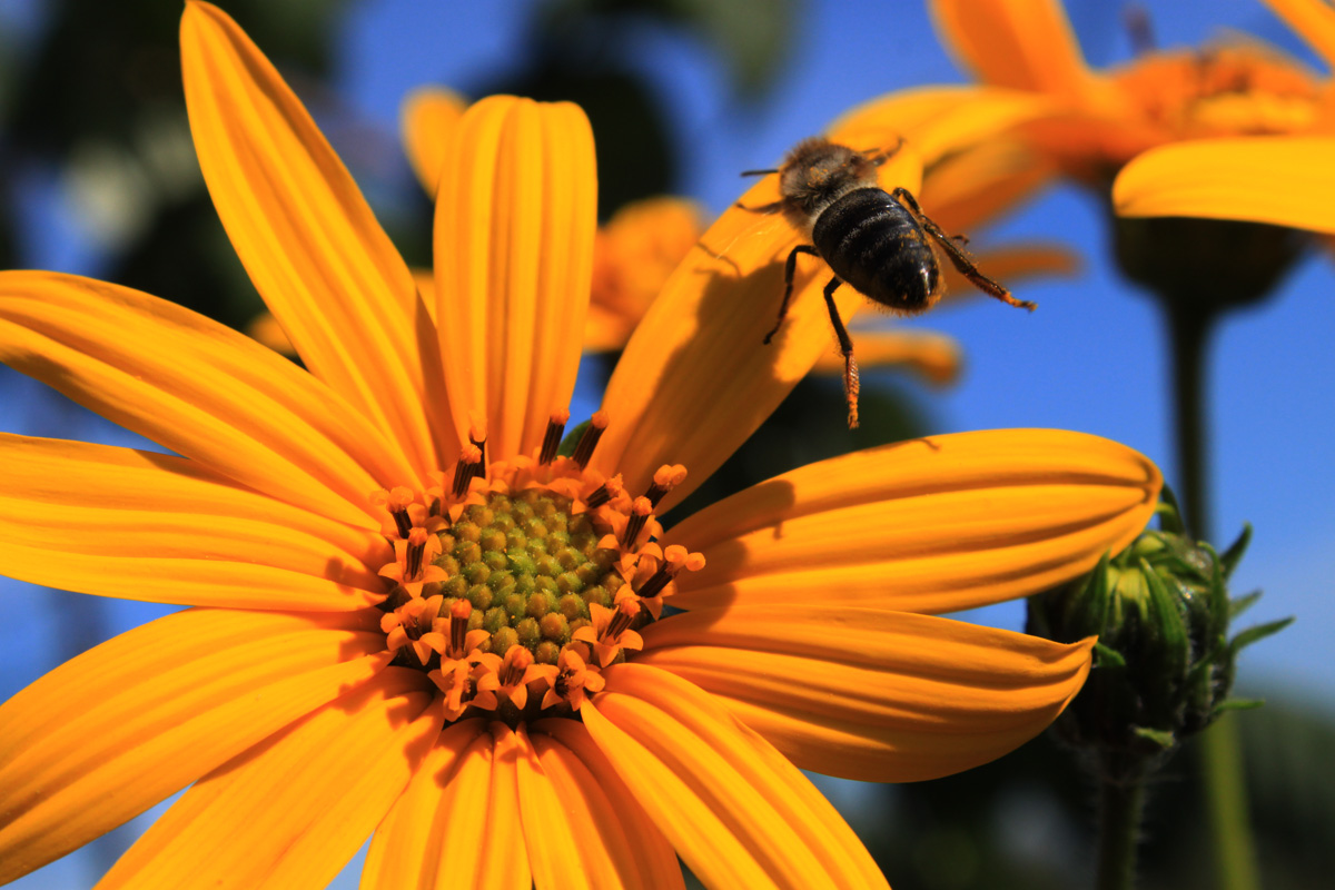 das letzte Stück des Sommers ...