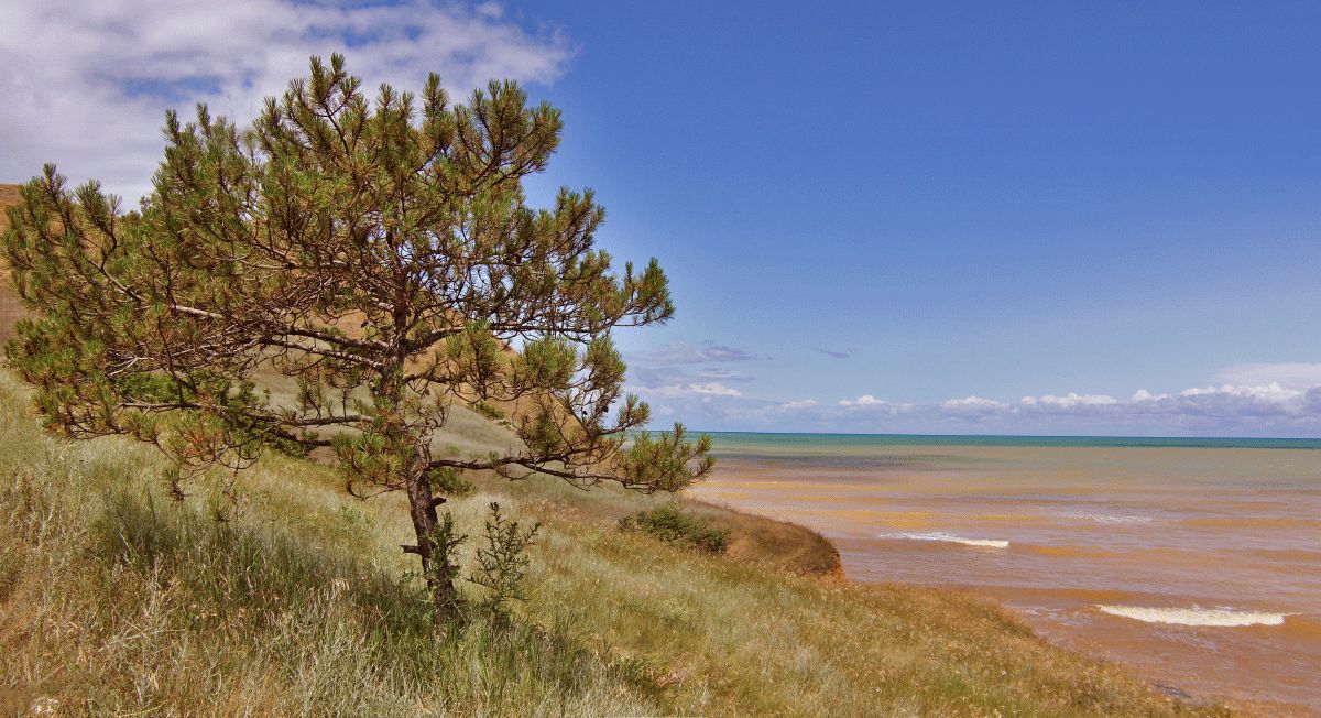 Pine auf einem sandigen Hügel