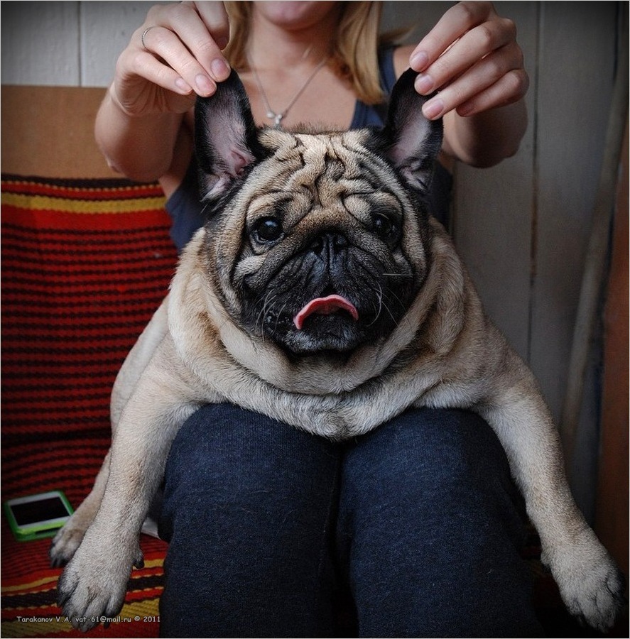 Über die beste Hund der Welt HANDS und Gastgeberin, wahnsinnig LOVING der beste Hund der Welt ...