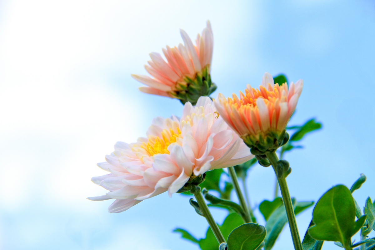 ASTRA ... Herbst ...