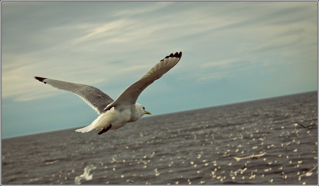 wo ich will, und fliegen ...