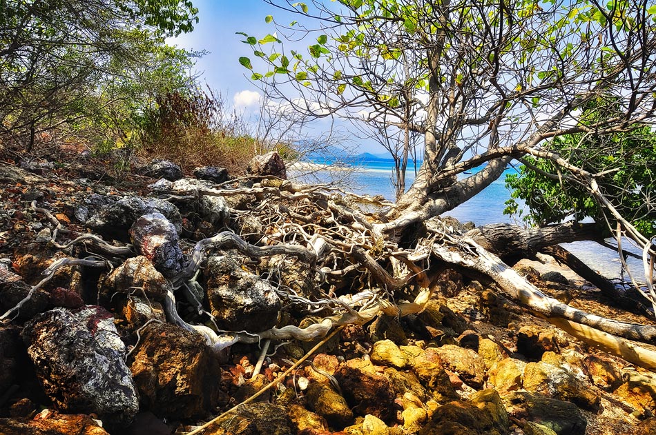 und dann wieder am Haken oder in den Boden wachsen