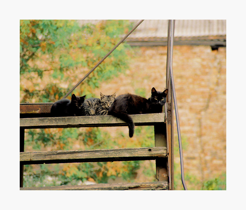 Drei Katzen