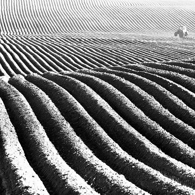 Frühling Linie des Feldes II