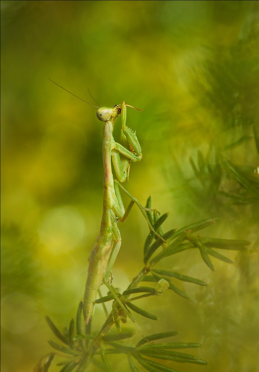 NICHTS wird es niemandem sagen!