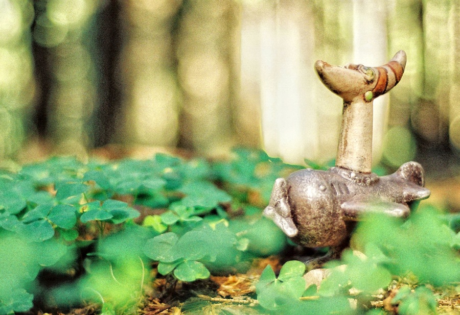 in a green irish forest.