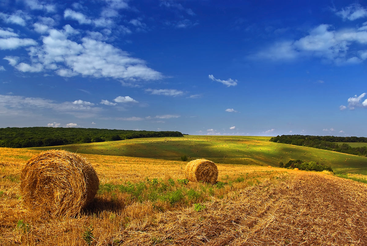 Bereits aus den Bereichen Getreide gesammelt ...