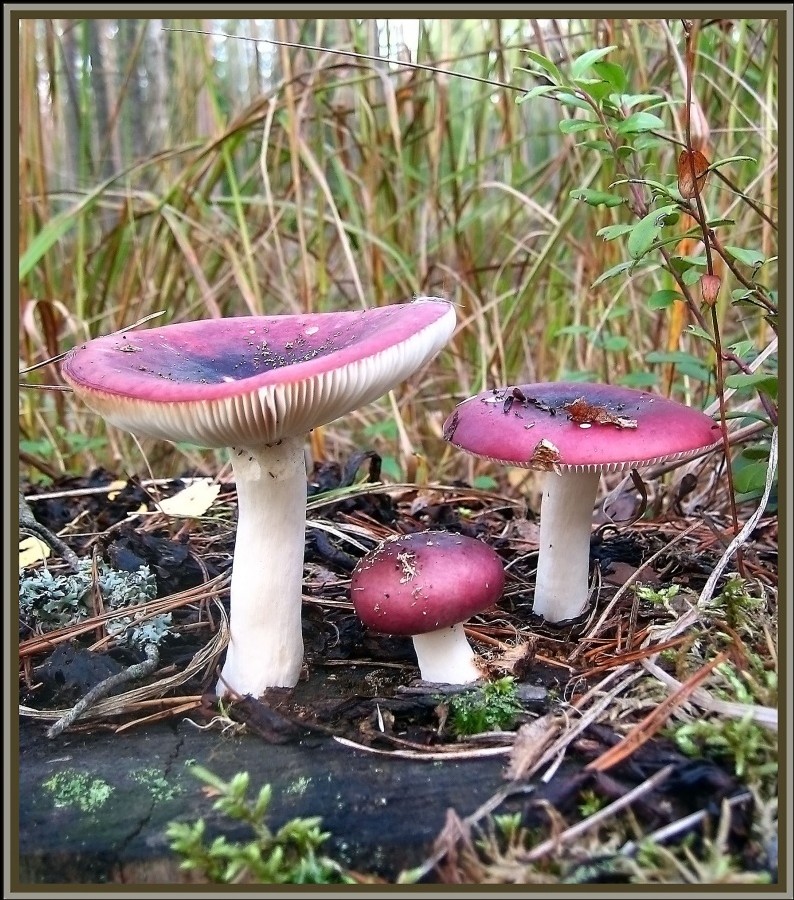 Papa, Mama und ich - gemeinsam glückliche Familie!
