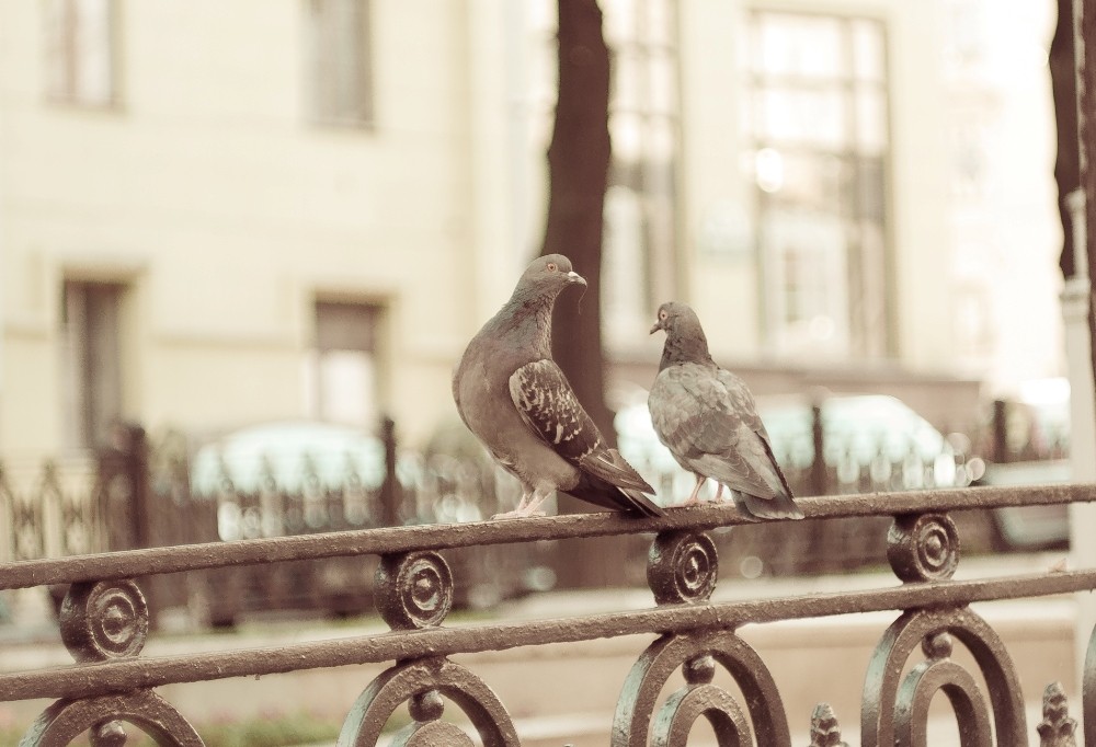 ... Nicht mit leerem Schnabel ...