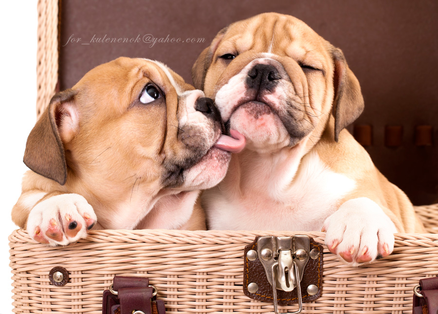 Vielleicht ist es Liebe ...