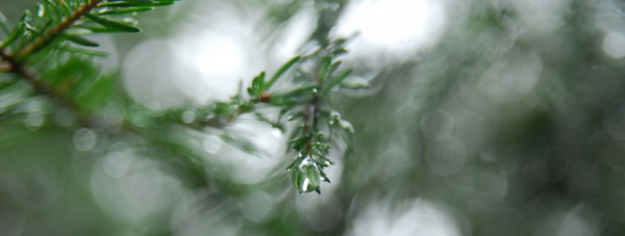 kleine Wunder nach dem regen